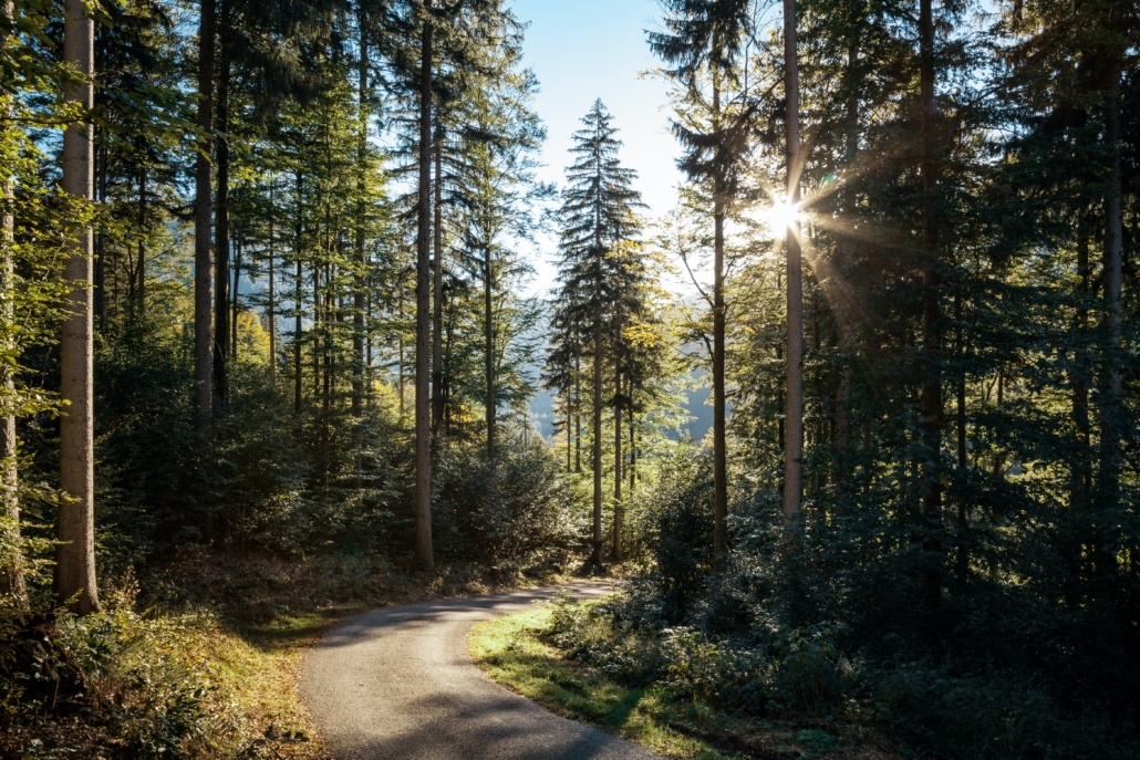 Tree lined Road to sustainability